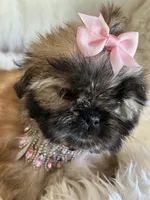 Shiba, a male Shih Tzu for sale in Hesperia, CA – 3 of 10