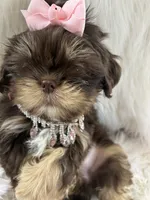 Snookie, a female Shih Tzu for sale in Hesperia, CA – 4 of 10