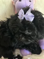 Izzy, a female Shih Tzu and Poodle - Toy  for sale in Hesperia, CA – 5 of 10