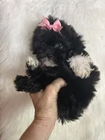 Snookie, a female Shih Tzu and Poodle - Toy  for sale in Hesperia, CA – 1 of 10