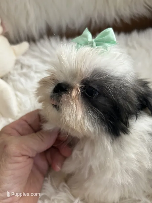 Tod – Shih Tzu puppy for sale in Hesperia, CA