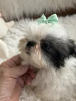 Tod, a male Shih Tzu for sale in Hesperia, CA – 1 of 10