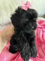 Sugar, a female Shih Tzu and Poodle - Toy  for sale in Hesperia, CA – 10 of 10