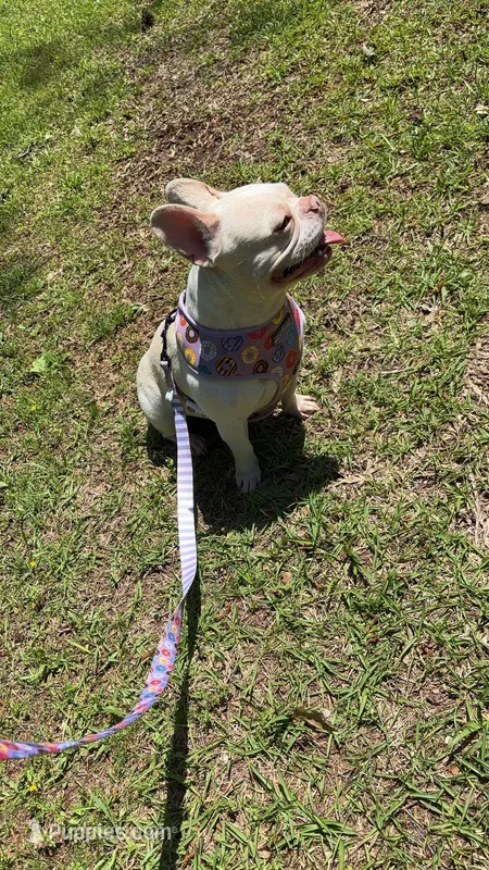 Chanel  – French Bulldog puppy for sale in Ruston, LA