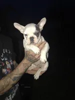 Stank the Tank , a male French Bulldog for sale in Muscle Shoals, AL – Photo 7 of 10
