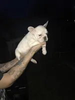 Stank the Tank , a male French Bulldog for sale in Muscle Shoals, AL – Photo 5 of 10