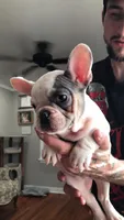 Stank the Tank , a male French Bulldog for sale in Muscle Shoals, AL – Photo 3 of 10