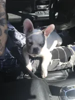 Stank the Tank , a male French Bulldog for sale in Muscle Shoals, AL – Photo 6 of 10