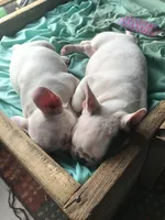 Stank the Tank , a male French Bulldog for sale in Muscle Shoals, AL – Photo 9 of 10