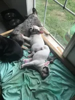 Stank the Tank , a male French Bulldog for sale in Muscle Shoals, AL – Photo 10 of 10