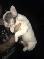 Stank the Tank , a male French Bulldog for sale in Muscle Shoals, AL – Photo 8 of 10