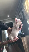 Stank the Tank , a male French Bulldog for sale in Muscle Shoals, AL – Photo 2 of 10
