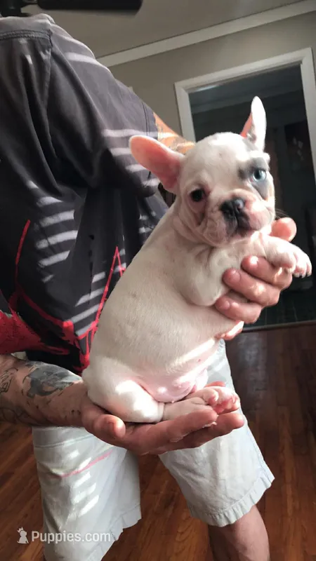 Stank the Tank  – French Bulldog puppy for sale in Muscle Shoals, AL
