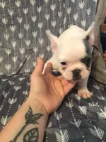 Little Boy, a male French Bulldog for sale in Muscle Shoals, AL – Photo 8 of 10