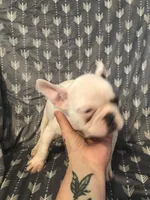 Little Boy, a male French Bulldog for sale in Muscle Shoals, AL – Photo 7 of 10