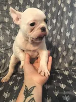Little Boy, a male French Bulldog for sale in Muscle Shoals, AL – Photo 10 of 10