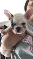 Little Boy, a male French Bulldog for sale in Muscle Shoals, AL – Photo 6 of 10