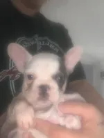 Little Boy, a male French Bulldog for sale in Muscle Shoals, AL – Photo 5 of 10