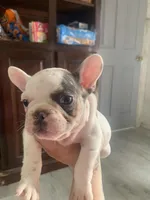 Little Boy, a male French Bulldog for sale in Muscle Shoals, AL – Photo 2 of 10