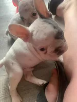 Little Boy, a male French Bulldog for sale in Muscle Shoals, AL – Photo 3 of 10