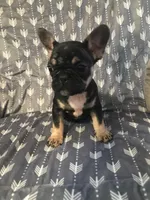 Little girl , a female French Bulldog for sale in Muscle Shoals, AL – Photo 8 of 9