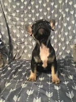 Little girl , a female French Bulldog for sale in Muscle Shoals, AL – Photo 9 of 9