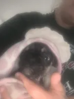 Little girl , a female French Bulldog for sale in Muscle Shoals, AL – Photo 5 of 9