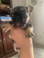 Little girl , a female French Bulldog for sale in Muscle Shoals, AL – Photo 3 of 9