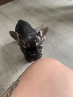 Little girl , a female French Bulldog for sale in Muscle Shoals, AL – Photo 4 of 9