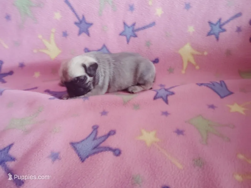 Puppy 6 – Pug puppy for sale in Fertile, IA