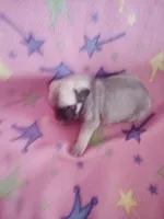 Puppy 6, a female Pug for sale in Fertile, IA – Photo 8 of 8