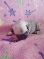 Puppy 6, a female Pug for sale in Fertile, IA – Photo 4 of 8