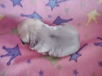 Puppy 6, a female Pug for sale in Fertile, IA – Photo 6 of 8