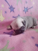 Puppy 6, a female Pug for sale in Fertile, IA – Photo 5 of 8