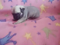 Puppy 6, a female Pug for sale in Fertile, IA – Photo 2 of 8