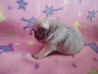 Puppy 6, a female Pug for sale in Fertile, IA – Photo 3 of 8