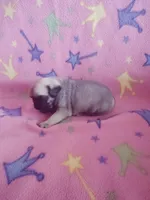 Puppy 6, a female Pug for sale in Fertile, IA – Photo 7 of 8