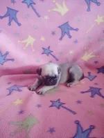 Puppy 1, a female Pug for sale in Fertile, IA – Photo 5 of 5