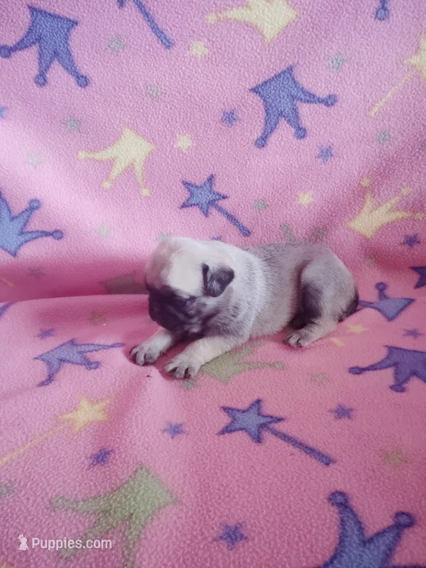 Puppy 1 – Pug puppy for sale in Fertile, IA