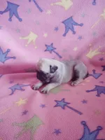 Puppy 1, a female Pug for sale in Fertile, IA – Photo 1 of 5