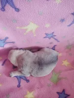 Puppy 1, a female Pug for sale in Fertile, IA – Photo 4 of 5