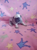 Puppy 1, a female Pug for sale in Fertile, IA – Photo 3 of 5