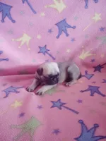 Puppy 1, a female Pug for sale in Fertile, IA – Photo 2 of 5