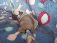 Puppy 4, a male Pug for sale in Fertile, IA – Photo 2 of 6