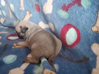 Puppy 4, a male Pug for sale in Fertile, IA – Photo 3 of 6