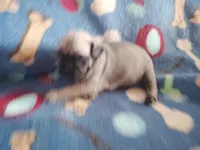Puppy 4, a male Pug for sale in Fertile, IA – Photo 5 of 6