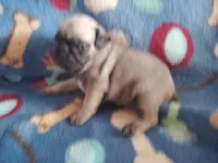 Puppy 4, a male Pug for sale in Fertile, IA – Photo 6 of 6