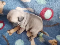 Puppy 4, a male Pug for sale in Fertile, IA – Photo 4 of 6