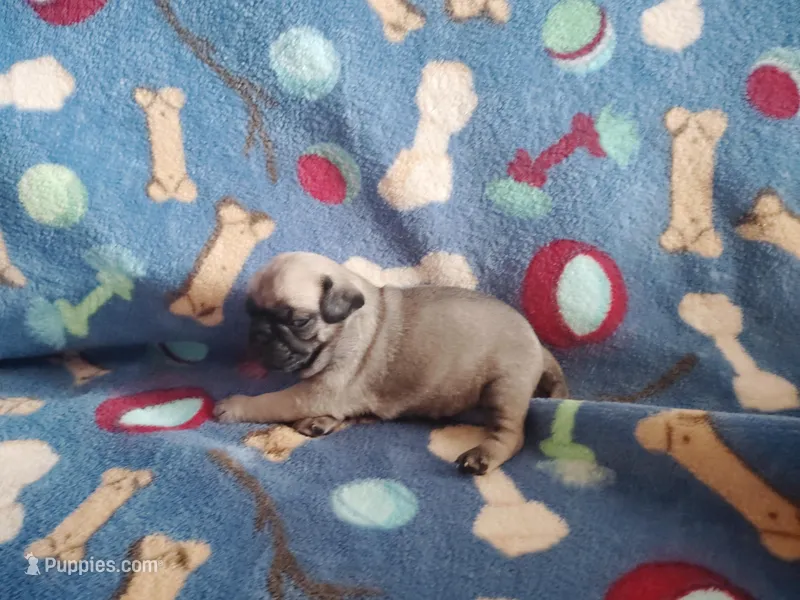 Puppy 4 – Pug puppy for sale in Fertile, IA