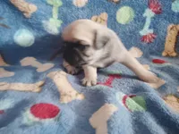 Puppy 2, a male Pug for sale in Fertile, IA – Photo 5 of 6